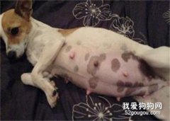 <b>狗狗要生宝宝前的症状 如何避免狗狗难产</b>