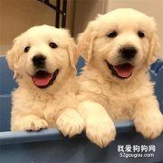 <b>新犬到家该注意什么 新犬饲养指南</b>