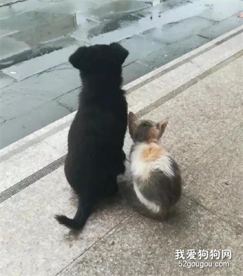 <b>校园犬和校园猫在一起后，网友们集体变成了柠檬精！</b>