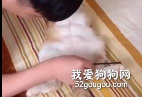 <b>趁猫猫睡觉时给它画上腹肌……</b>