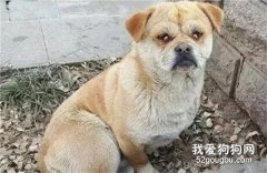 <b>把生病的土狗抛弃后，她又高高兴兴的买了一只品种犬！</b>