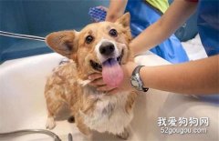 <b>狗狗怀孕能洗澡吗 洗澡会造成流产吗</b>