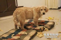 狗狗咬家具怎么办 纠正狗狗乱咬方法