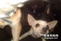 <b>爱犬丢失三个月后，主人赌上了全副身家：找到我的狗，我送你房子！</b>