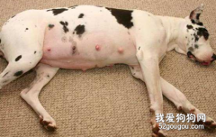 <b>母犬产后护理 这几点主人一定要知道</b>