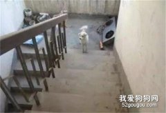 <b>流浪狗每天都会往6楼跑，而背后的原因让人泪目~</b>