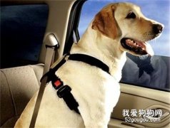 如何防止狗狗晕车?