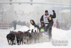 <b>一只拖后腿的雪橇犬，还不如一只死狗！</b>