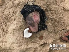 <b>小狗被恶男沙滩活埋，幸得救助人员及时挽救</b>