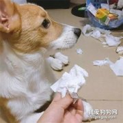 <b>狗狗吞噬19个奶嘴，只为吸引主人注意！</b>