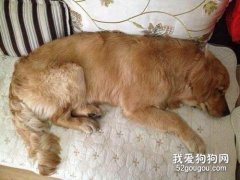 狗狗生产胎位不正怎么办 这个急救措施要了解