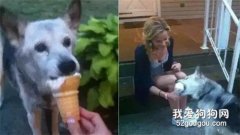 <b>狗狗离世最后一天，主人给了它16年来一直想要的礼物！</b>