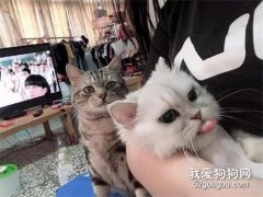 <b>主人抱着其他猫，旁边的猫看到后直接就吃醋，发飙了！</b>