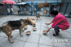 给流浪狗喂食禁忌有哪些？