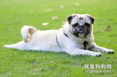 犬肺吸虫病诊断要点和防治措施