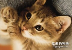 猫下泌尿道疾病是什么?