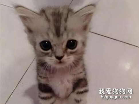 <b>网友家的猫小时候这样讨吃的，长大后还是这样讨吃的，笑屎！</b>