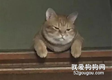 <b>主人晚了回家喂猫，一进门就感受到事态严重…</b>