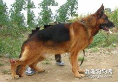 种公犬如何挑选呢？