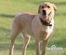 如何挑选母种犬？