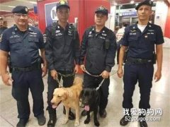 <b>搜爆犬紧盯塑料袋，路人以为要炸，惊慌失措之际...</b>