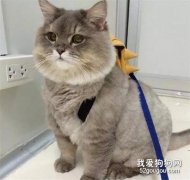 <b>这只猫胖出了双下巴，被主人抱出去逛街，路人还以为是玩偶</b>