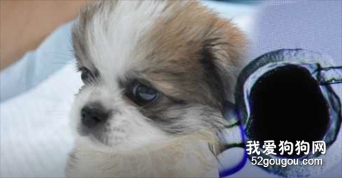 <b>花38万元就能让爱犬“死而复生”，但还是原来的“它”吗？</b>