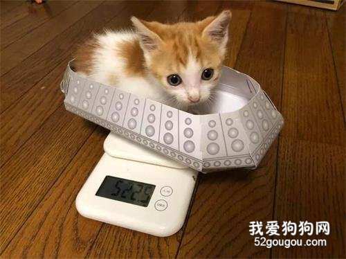 <b>主人担心流浪小猫寂寞，给它个玩偶作伴，回来看见超可爱画面</b>