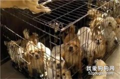 <b>无良狗场肆意繁殖，犬只被圈养起来自生自灭…</b>