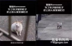 <b>这只死缠烂打的猫终于得逞被逼收养</b>