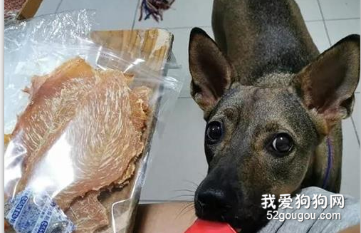 <b>领养了一只田园犬后，铲屎官意外发现，它竟然会以物换物...​</b>