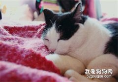 猫突然抽搐 是不是缺乏什么营养?