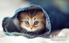 猫咪口炎初期症状 及时发现及早治疗