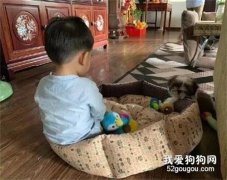 <b>小狗窝直接被小主人霸占，它一脸委屈的在旁边看着：我太难了！</b>