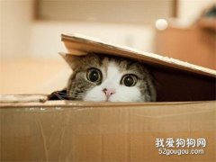 <b>猫咪为什么喜欢钻进封闭的空间?</b>