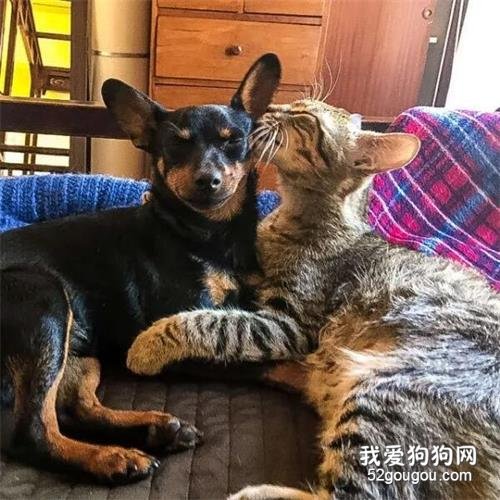 <b>狗狗出门尿尿被流浪猫打劫，之后却上瘾天天去找它，直到一场暴雨...</b>