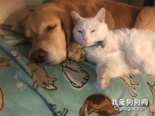 <b>多指症小猫遭嫌弃，大金毛却Pick了它：以后，我罩你！</b>