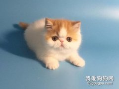 <b>猫咪的天性有哪些？</b>