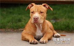 养比特犬安全吗?