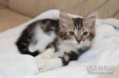 猫不吃化毛膏怎么办？