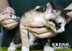 猫咪正常体温是多少?