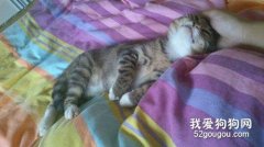 猫咪抽搐怎么回事?