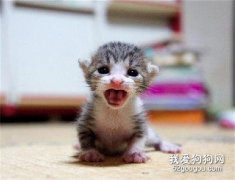 <b>猫能发出几种不同的声音？</b>