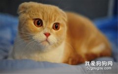 <b>小猫到家不吃不喝 应该怎么办?</b>