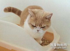 猫乱尿是什么原因 又该怎样解决？