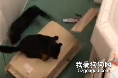 <b>网上流传的洗猫秘籍，有铲屎官信以为真，结果…</b>