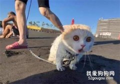 <b>风好大，猫好怕！第一次看见海的猫咪竟然是这个反应！</b>