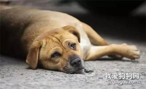 <b>田园犬无声守护主人13年，却因被人殴打，遭到主人遗弃变成流浪狗</b>