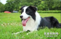 <b>边牧犬怎么挑选?</b>