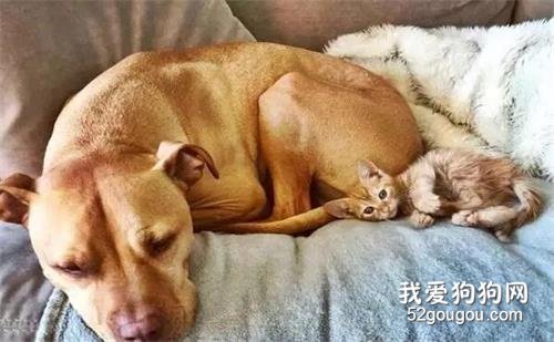 <b>猫痴比特犬想养猫咪，主人竟为它找到同色小喵作伴</b>